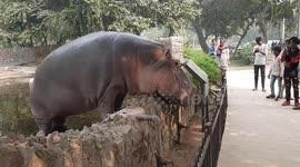 Giant hippopotamus climbs right up to edge of enclosure to watch visitors at Indian zoo