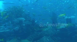 Diver plays with viewers after feeding fishes
