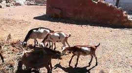 Boy Visit Zoo To Watch African Sheep