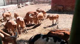 Couple Of Lost Spicis Barbary Sheep In Zoo