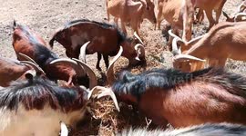 Well Served Raw Material Grass For Herd Of Barbary Sheep