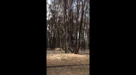 Trees are burned black after a bush fire in Old Bar, New South Wales