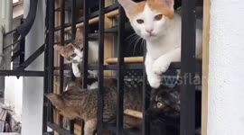 Adorable footage of cats having a WINDOWS MEETING