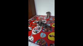 Funny kittens wrestling while mom of cat as referee