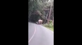 Elephant car YOUTUBE RIGHTS MANAGEMENT