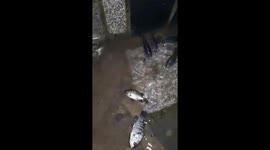 Heavy flooding from Typhoon Nakri causes fish to swim into houses in Vietnam