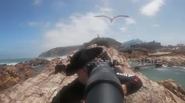 Wildlife photographer gets ambushed by feisty seagull in South Africa