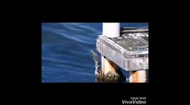 Bird rescue mission