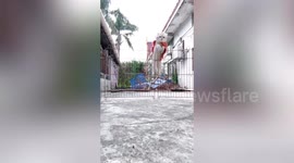 Chubby cat with a red cape jumps over gate