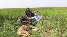 Nature reserve workers in China free elk from 15kg fishing net
