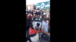 Husky howls along with demonstrators taking part in Lebanon's protests