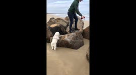 Confused dog