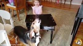 Buddy Mercury, the rescue dog who became famous after being caught on video playing the piano and howling along, duets with baby sister