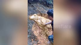 Talented man crafts life-like cow and horse sculptures out of mud in China