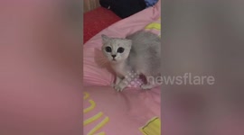 Cat scared by owner with mask applied on face in China