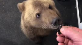 Animal Antics. Go away