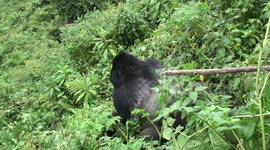 Sex on the slopes - mountain gorillas slither down slope while mating, then curious infant investigates.
