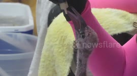 Adorable rescued flamingo chick getting fed