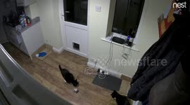 The cat puts his head into the bowl twice