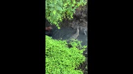 Pet dogs square up to wild monitor lizard