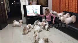 Woman mobbed by her pet Shih Tzus