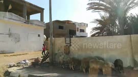 Tourist Records His Drive Inside Dahab Town