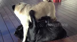 PUG DOG SCRATCHING WIN! (funny!)