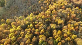 Forest Autumn Colours - Backwards Drone Reveal