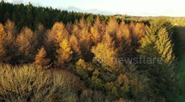 Drone Flight Over Autumn Forest Canopy
