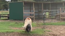 Farmyard ride-share: Alpaca catches ride from pig