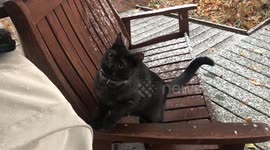 Kitten's First Time in the Snow