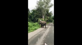 Roadside Elephant in Thailand