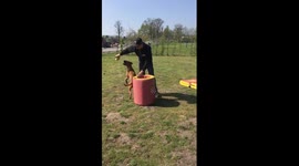 Boxer Dog Fail
