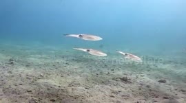 Diving in Marsa alam