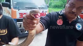 King cobra caught after rampaging through beauty salon in Thailand