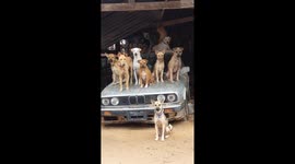 Family of dogs all sit together on top of old BMW