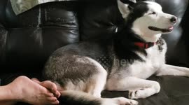 Husky Dozing Off