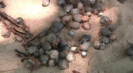 Hermit crabs