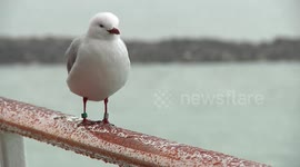 Dove 01