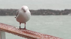 Dove 02