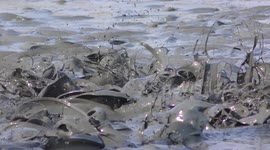 Catfish gasp for air when their pond is drying Part 2 of 2