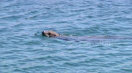 Seal