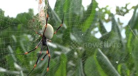 Spider