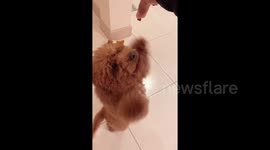 Adorable goldendoodle spins around on hind legs for treats