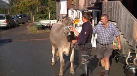 A cow in Austria gets equipped with a huge bell