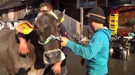 Another big Bell for an Austrian Cow