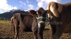 Cow in the Alpes