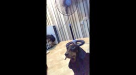 Adorable dachshund gives owner 'puppy dog eyes' while she eats