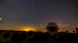 Girasoles y via lactea
