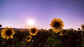 Timelapse atardecer girasoles via lactea